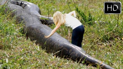 Largest Burmese Python Captured In Florida National Geographic
