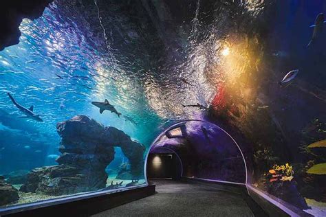 Aqua Planet Gwanggyo Aquarium Opens In South Korea Blooloop