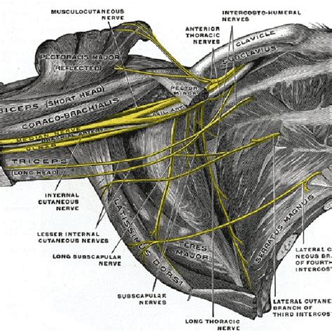 Right Upper Limb Dissected Infraclavicular Part Of The Brachial Plexus