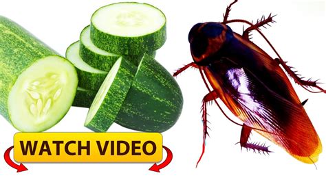 Wow Get Rid Of Cockroaches Forever By Using Cucumber Simply Youtube