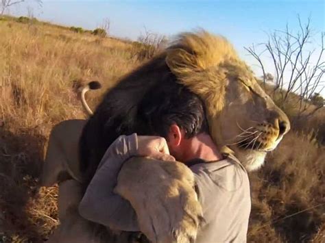 Video Of A Man Hugging A Wild Lion Will Bring You To Tears Animal