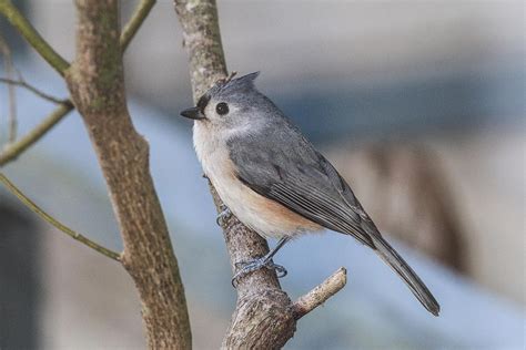 Tufted Titmouse Photograph By Michael Ray Fine Art America