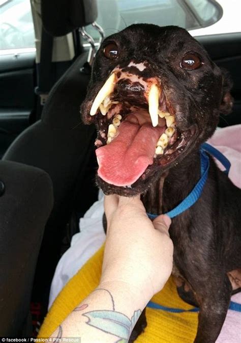 Abandoned Pitbull Found With Only Half Her Face Left Gets A New Nose