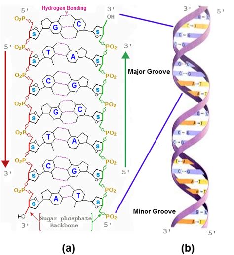 Nucleic Acids — Knowing A Little About Your Dna And Rna