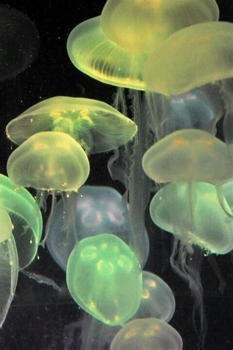 Jellyfisj Sea Animals Underwater Life Sea World