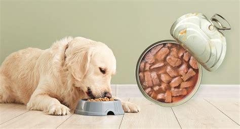 10 Best Wet Dog Foods Pet Food Sherpa