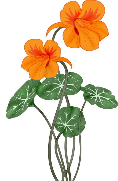 flowers, painting Illoustrator, PNG file | Digital flowers, Vector flowers, Botanical flowers