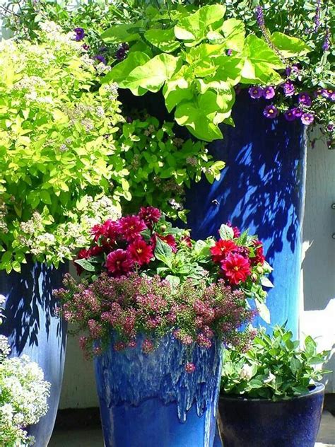 Cobalt Blue Containers Container Gardening Flowers Garden Pots