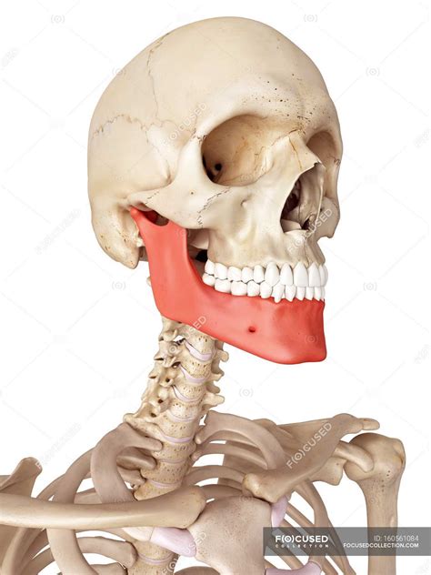 Human Jaw Bone Anatomy Skeletal System 3d Stock Photo 160561084