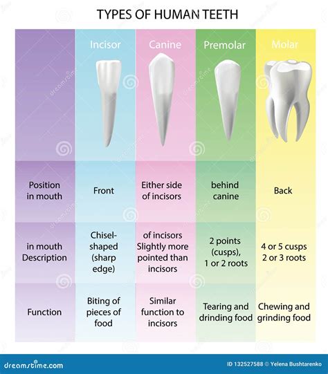 Types Of Teeth Realistic Various Human Cartoon Vector Cartoondealer