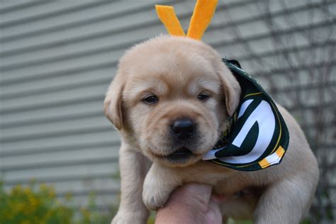 Yellow Lab Puppies 1 English Yellow Labs Yellow Lab Puppies For Sale