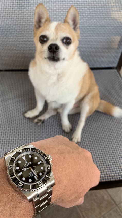 The Official Rolex Do You Have A Dog And If So What Kind Thread Page 2