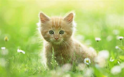 Cute Kitten Cat Wallpapers Hd Hd Animal Wallpapers