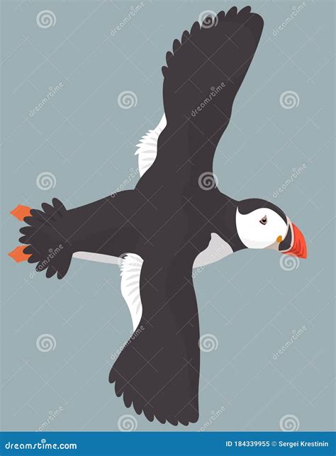 Flying Atlantic Puffin Stock Vector Illustration Of Nature 184339955