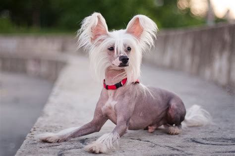 7 Hairless Dog Breeds That Make Great Pets — Dogs With No Hair