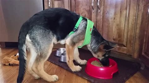 Maybe you would like to learn more about one of these? 5 Best Dog Foods for German Shepherds (Reviews Updated ...