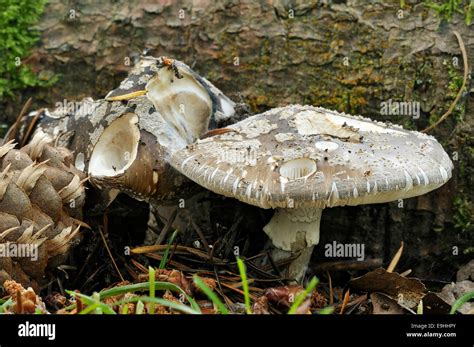 Grey Fungus Hi Res Stock Photography And Images Alamy