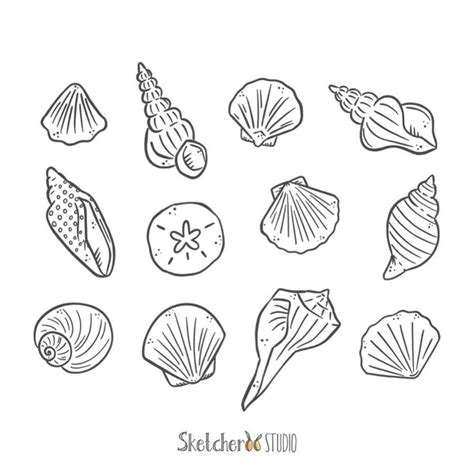 Seashells Clipart 12 Hand Drawn Digital Images Png Ocean Seashell