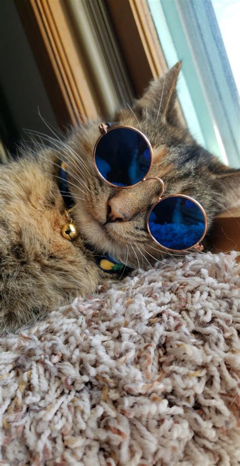 One Cool Senior Cat Her Name Is Kona Cats