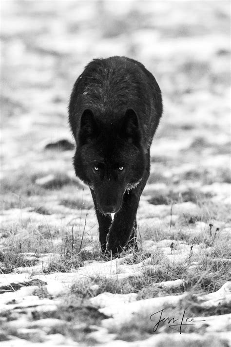 Black And White Wolf Pictures Photographed In The Wild Photos By Jess Lee