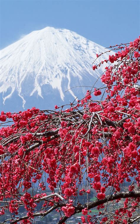 Free Download In Japan Japan Sakura Mountains Wallpaper Background 4k Ultra Hd 3840x2160 For