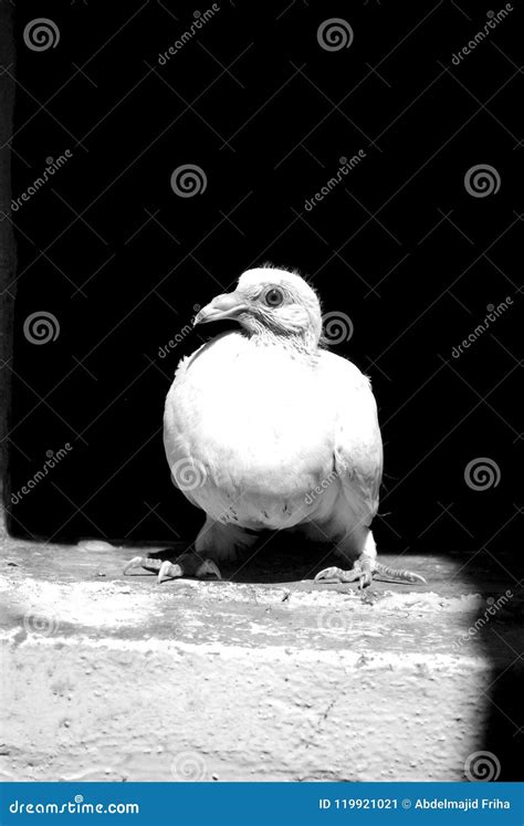 Baby White Dove On A Black Background Stock Image Image Of Feather