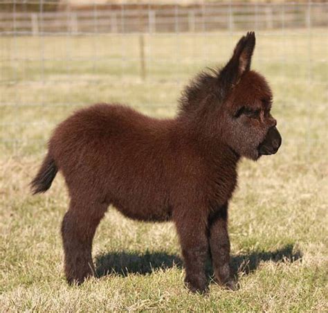 20 Cute And Cuddly Baby Donkeys