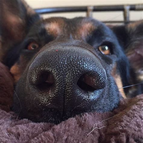 My Dogs Nose Is Always Dripping Is Something Wrong Barkpost