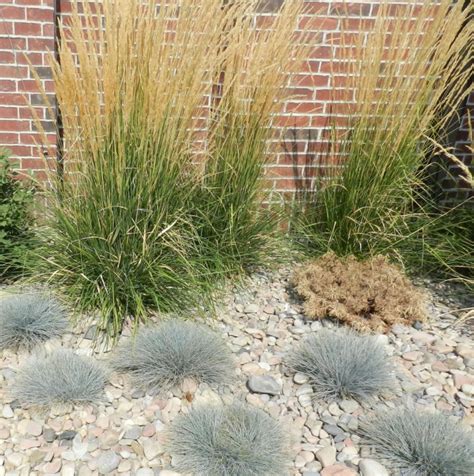 Karl Foerster Fountain Grass Easy Care All Season Beauty Powerful