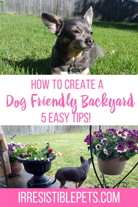 5 Ways To Create A Dog Friendly Yard Irresistible Pets Dog Friendly