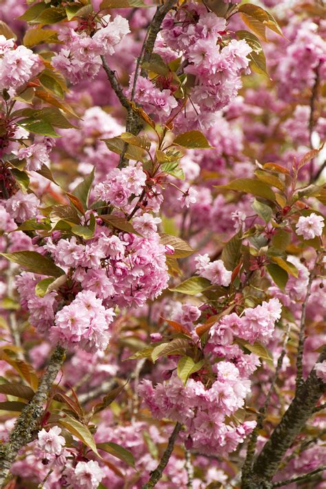 One of the most significant differences between these varieties is that kwanzan has flowers of a different shape. Kwanzan Flowering Cherry - Monrovia - Kwanzan Flowering Cherry