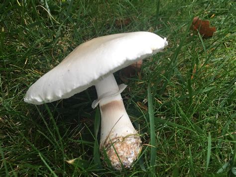 Help Identifying This Mushroom Growing In Backyard Rmycology