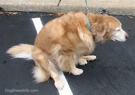 Why Dogs Drag Their Butts Across The Floor
