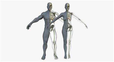 Male Female Skeleton With Skin Texture Collection 3d Model