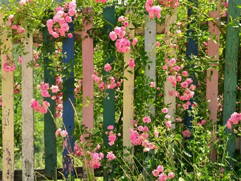 Growing Flowers Along Fences Using Flowers To Cover Fences