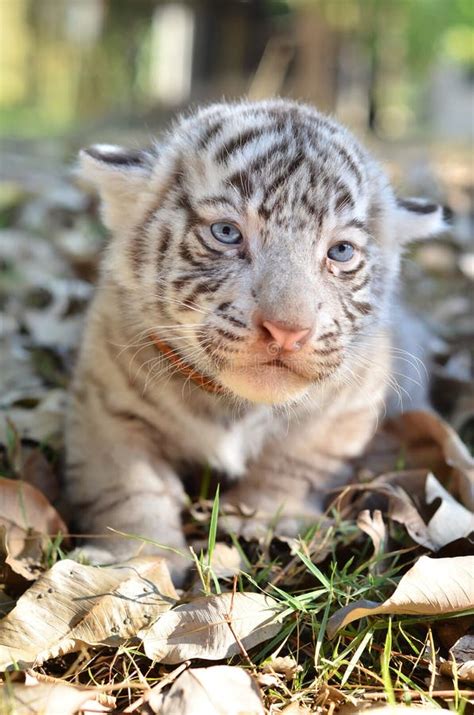 Tigre Branco Do Beb Que Joga Na Grama Imagem De Stock Imagem De