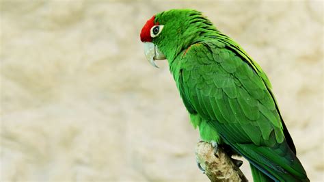 Fotos Gratis Naturaleza Pájaro Ala Pico Animal Zoo Verde Selva
