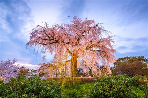 How To Prune A Weeping Cherry Tree Ebay