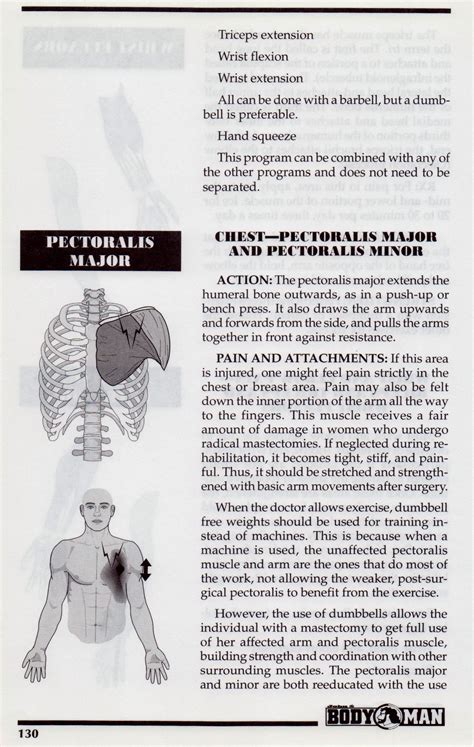 Chest Muscles Pectoralis Major And Minor