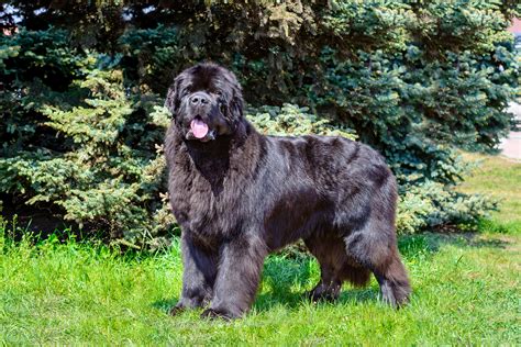 How Much Exercise Does My Newfoundland Dog Need