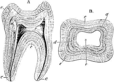 Structure Of A Molar Clipart Etc