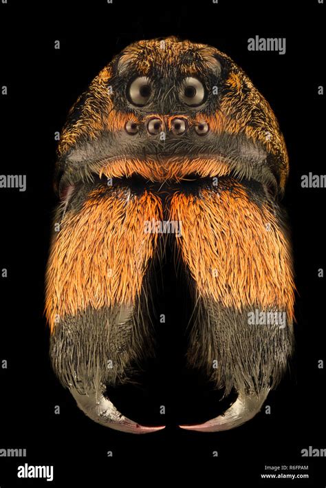 Extreme Magnification Wolf Spider Lycosidae Stock Photo Alamy