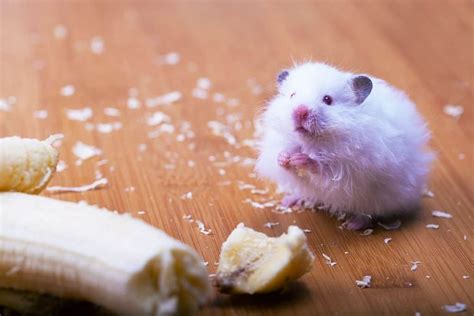 Find out right here, where we cover all the most common hamster treats. Can hamsters eat bananas? The safest hamster treats - The ...