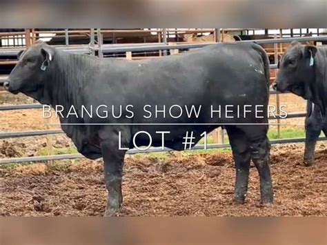 Brangus Show Heifers Jandj Cattle Co