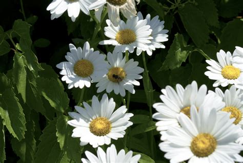 Free Stock Photo 4324 Daisies Freeimageslive