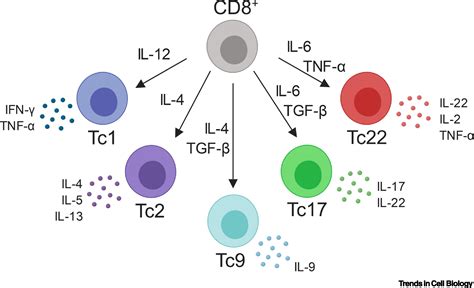 The Roles Of Cd8 T Cell Subsets In Antitumor Immunity Trends In Cell