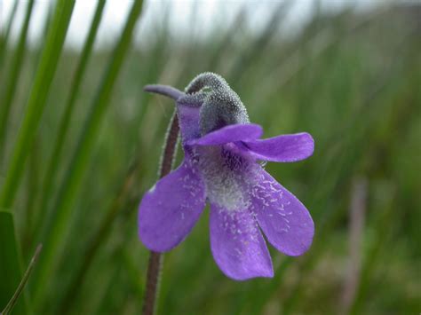 Common Butterwort Scottish Wildlife Trust