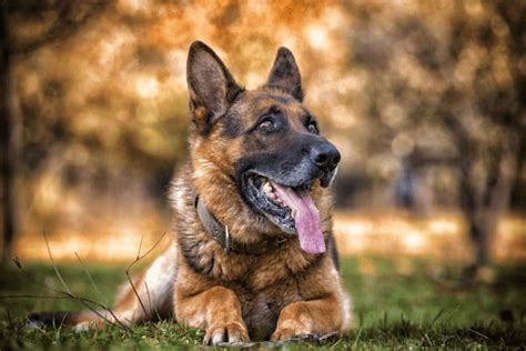 Why German Shepherd Guard Dogs Are Used In Security