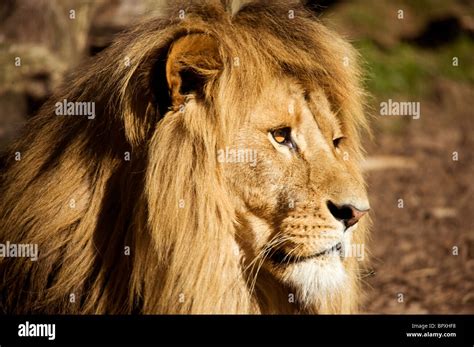 Lions Panthera Leo Stock Photo Alamy