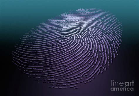 Human Fingerprint Photograph By Mark Garlickscience Photo Library
